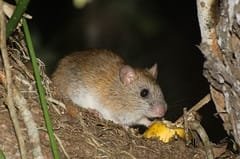ratinho-goytacá