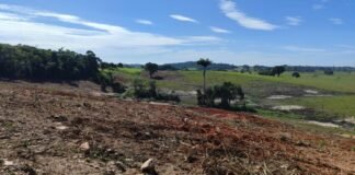 Inea fiscaliza desmatamento em área de preservação permanente em Araruama